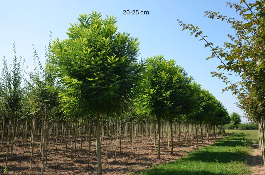 Schein-Akazie: Bessoniana