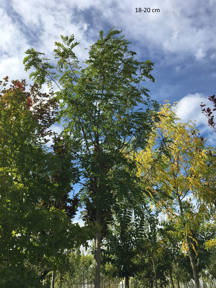 Akazie: Rosarote Akazie/Robinie