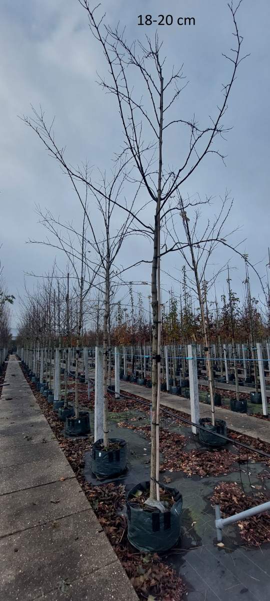 Akazie: Goldakazie/Goldrobinie