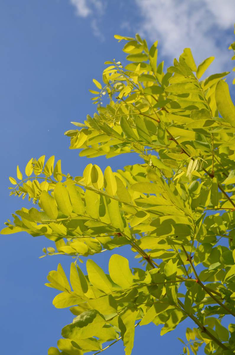 Akazie: Goldakazie/Goldrobinie