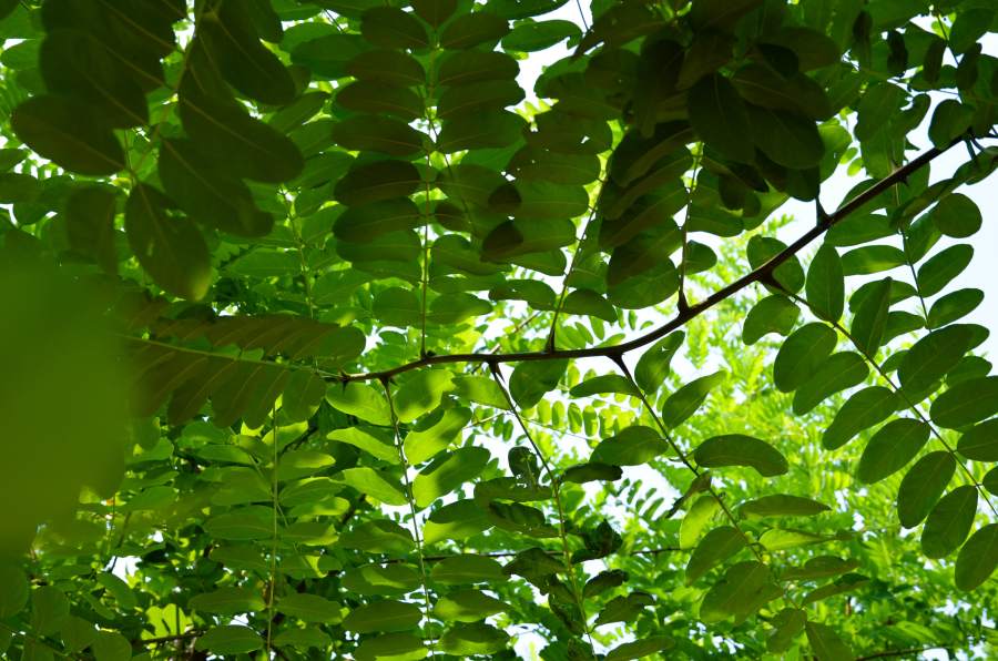 Schein-Akazie: Pyramiden-Schein-Akazie