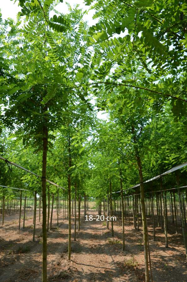 Schein-Akazie: Pyramiden-Schein-Akazie