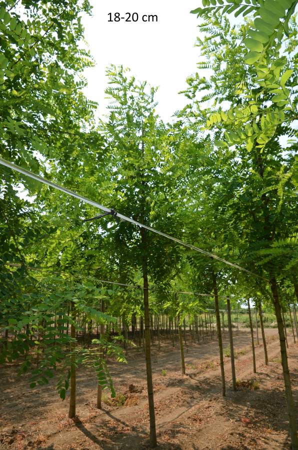 Schein-Akazie: Pyramiden-Schein-Akazie