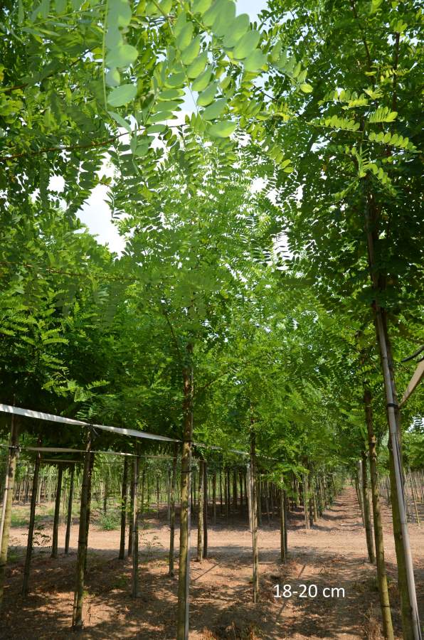 Schein-Akazie: Pyramiden-Schein-Akazie