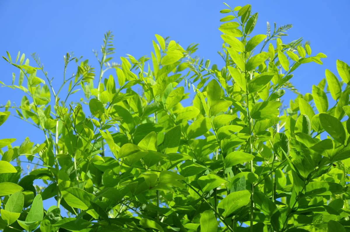 Hier finden Sie die Kugelakazie Kugelrobinie als bereits großen Baum