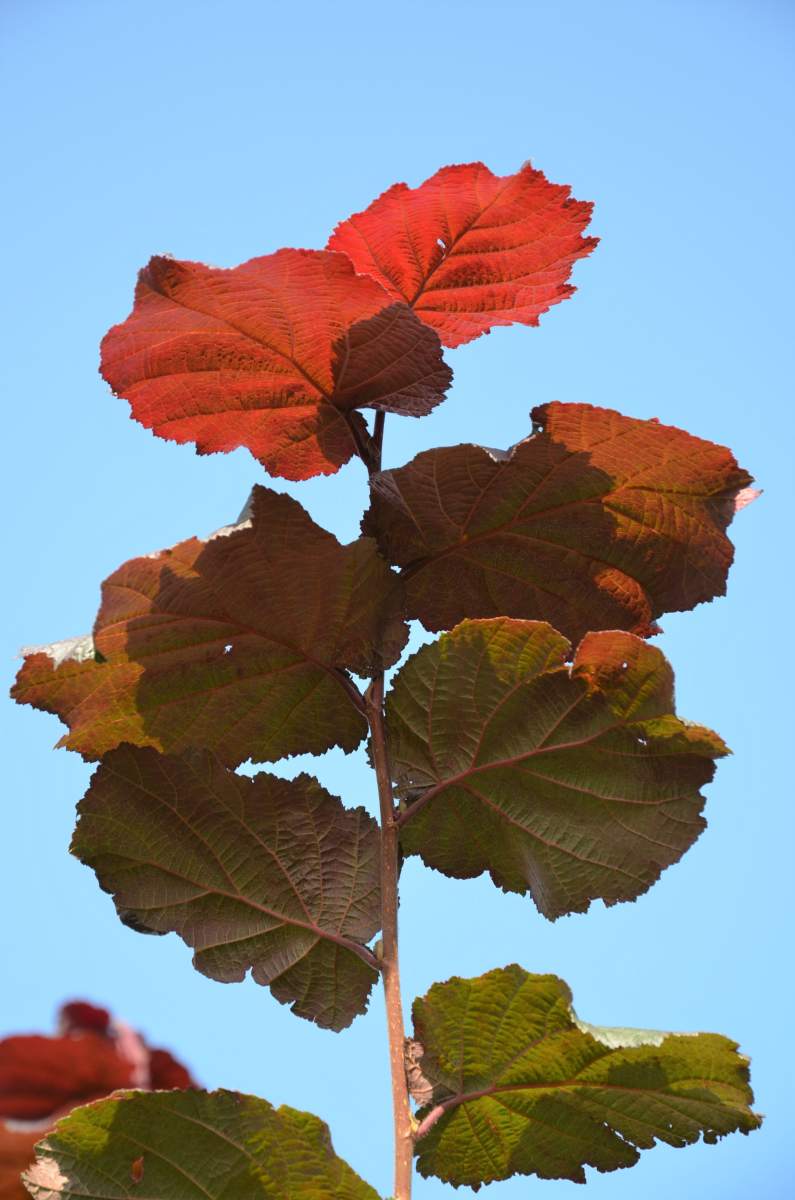 Edel-Haselnuss: Rotblättrige Zellernuss