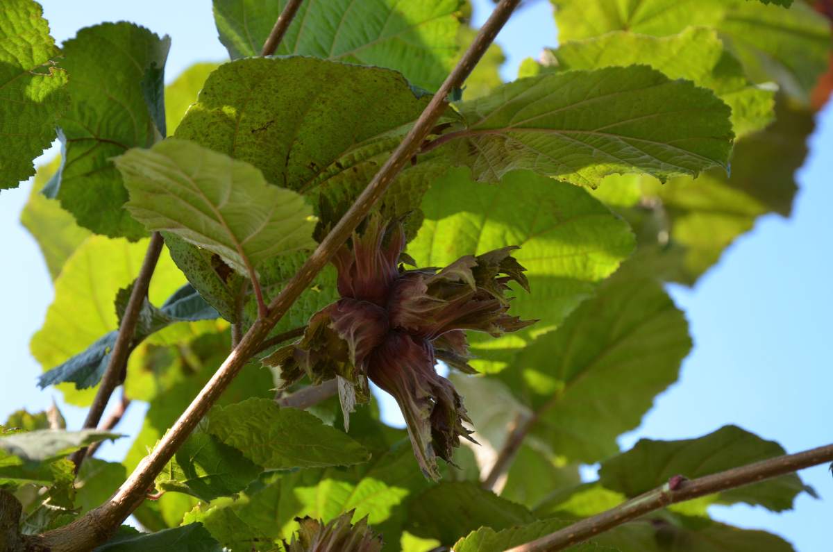 Preview: Edel-Haselnuss: Rotblättrige Zellernuss