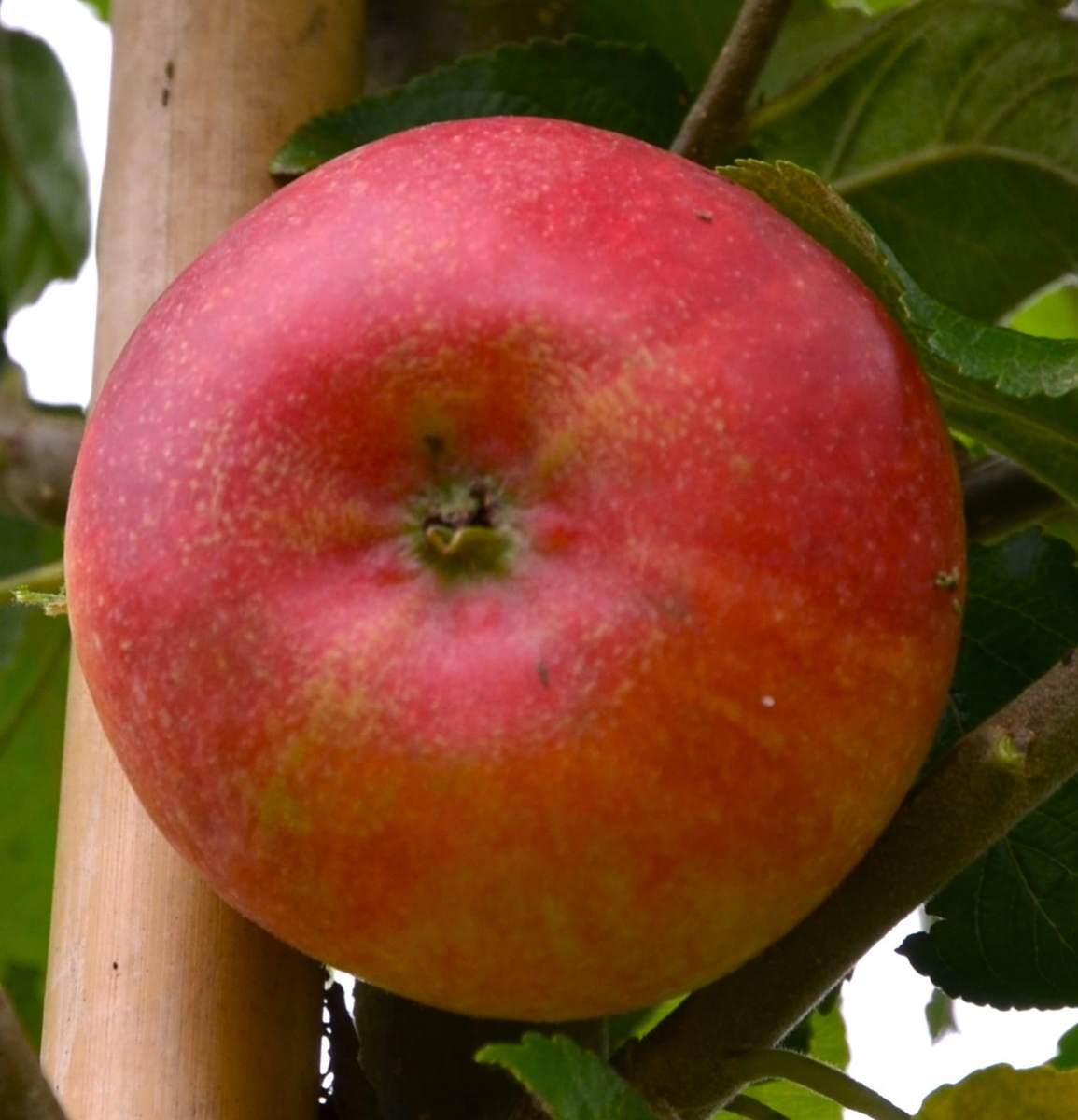Apfel: Rote Alkmene