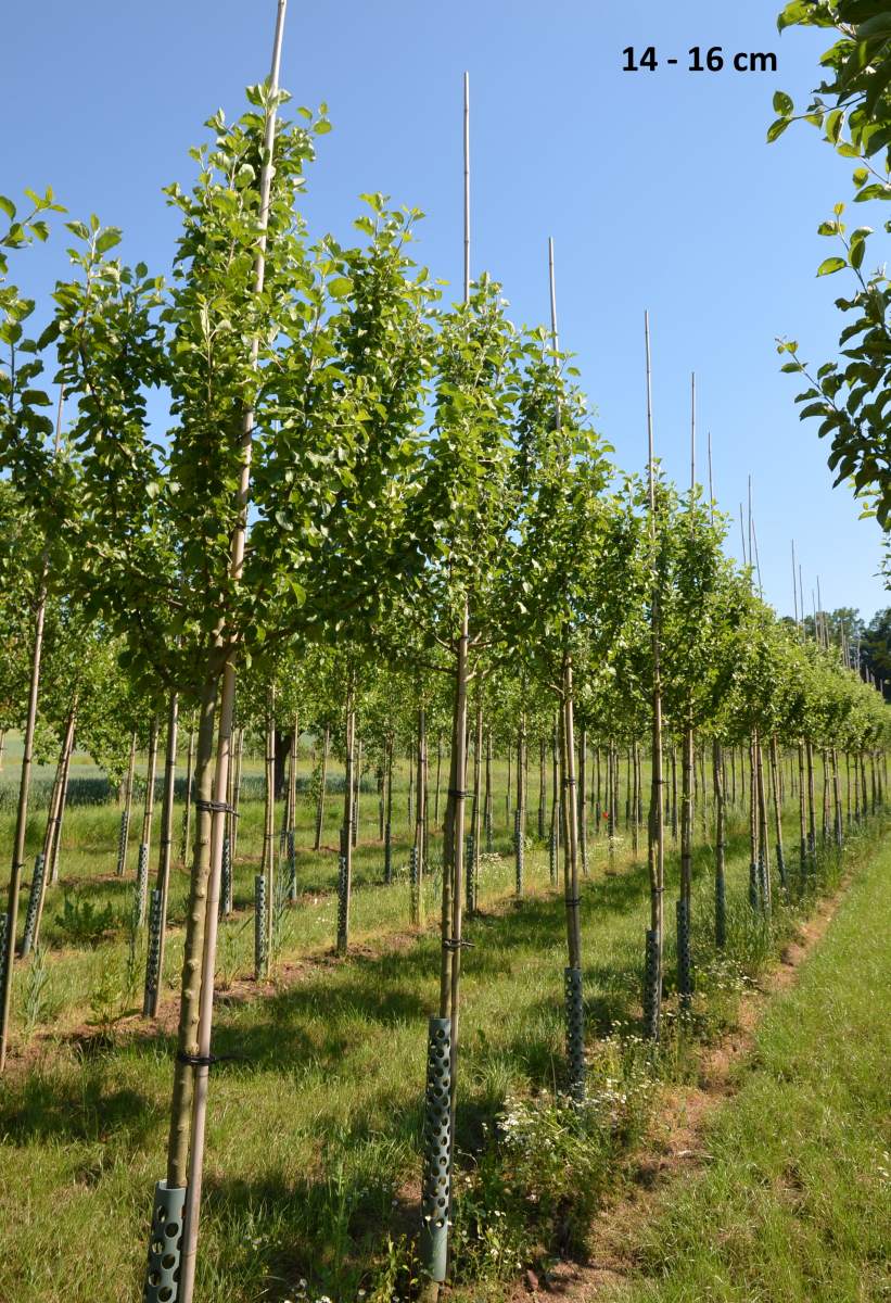 Apfel: Roter Berlepsch