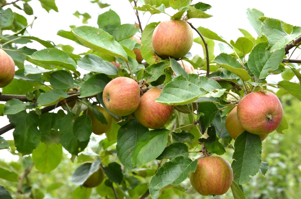Apfel: Roter Boskoop