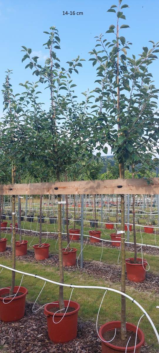 Apfel Roter Gravensteiner