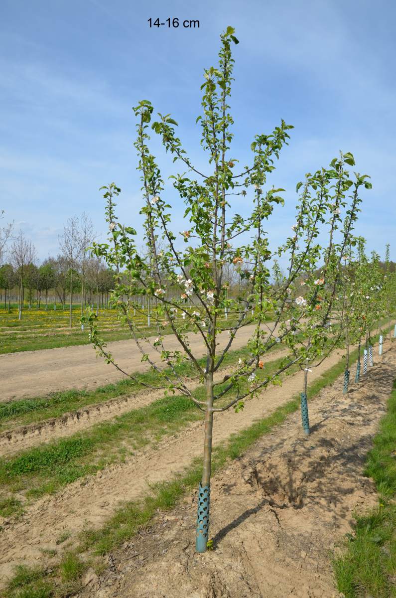 Apfel Roter Gravensteiner