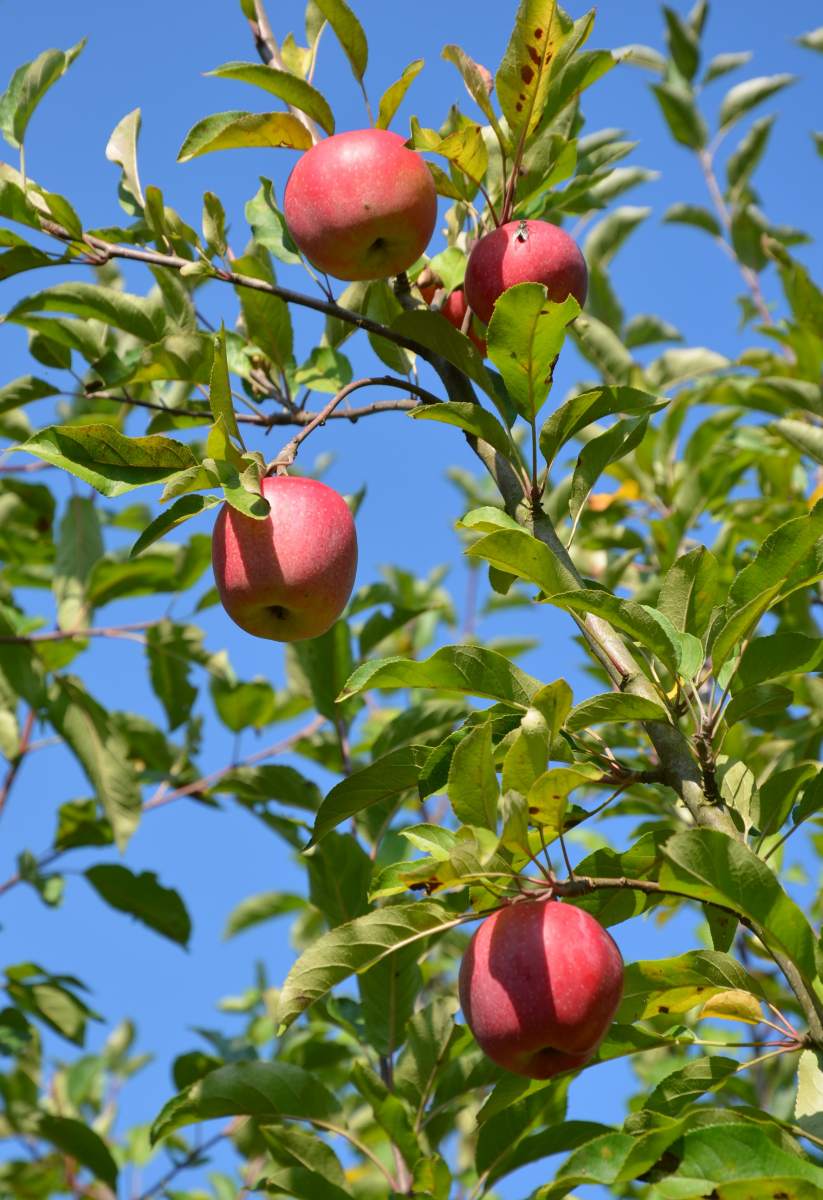 Apfel: Roter Topaz