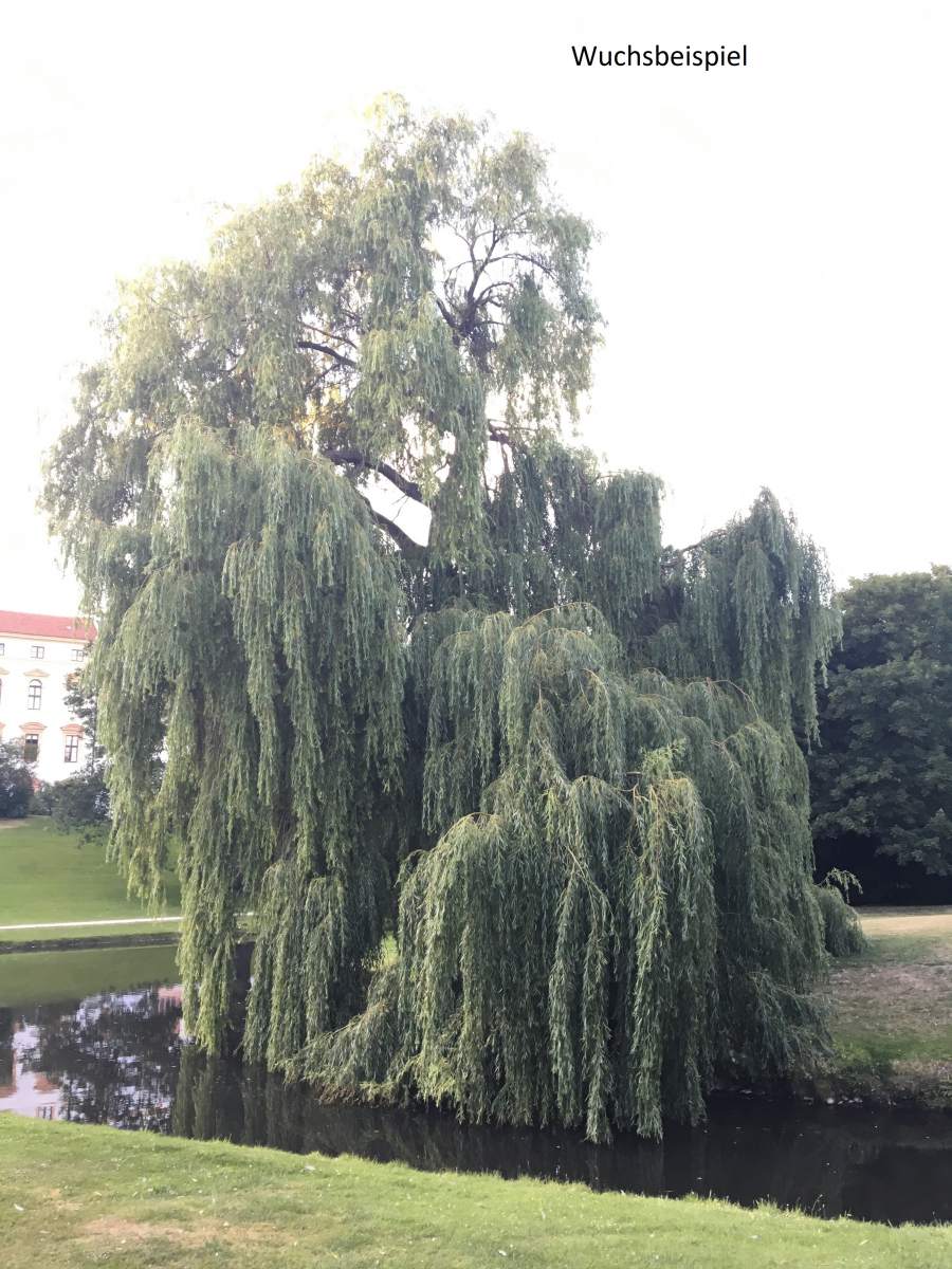 Weide: Trauerweide/Hängeweide