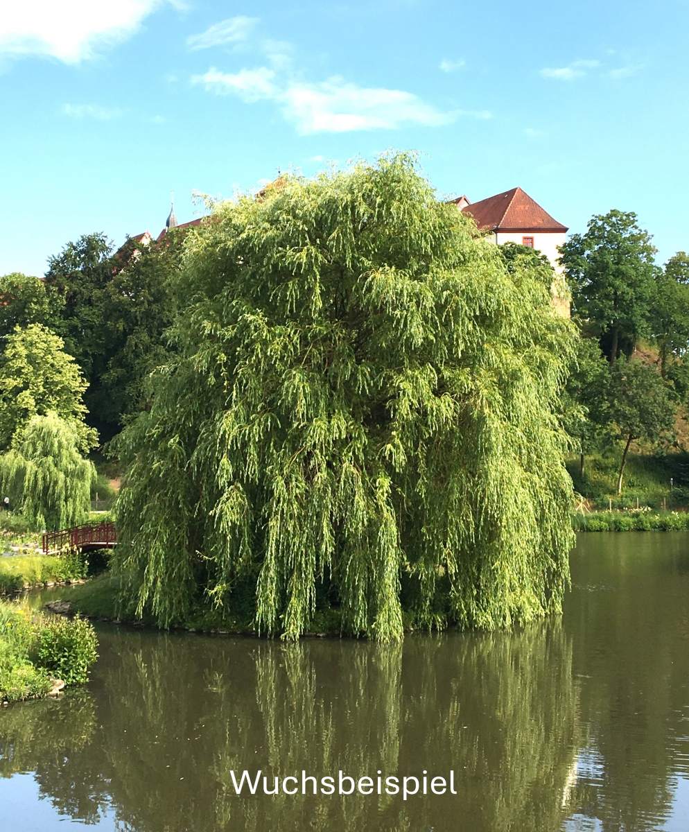 Weide: Trauerweide/Hängeweide