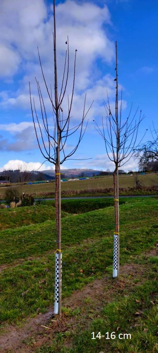 Preview: Apfel: Santana