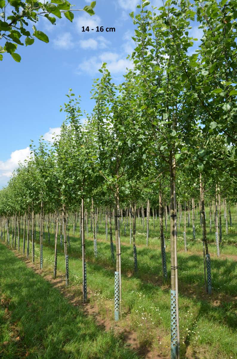 Apfel: Schöner von Boskoop