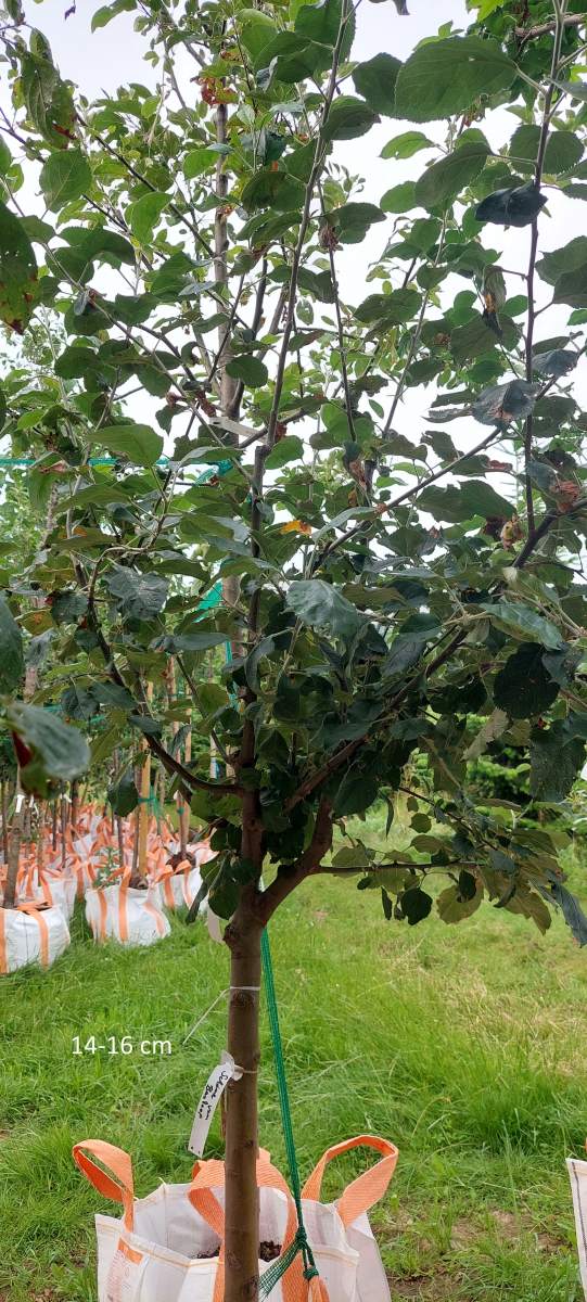 Apfel: Schöner von Boskoop