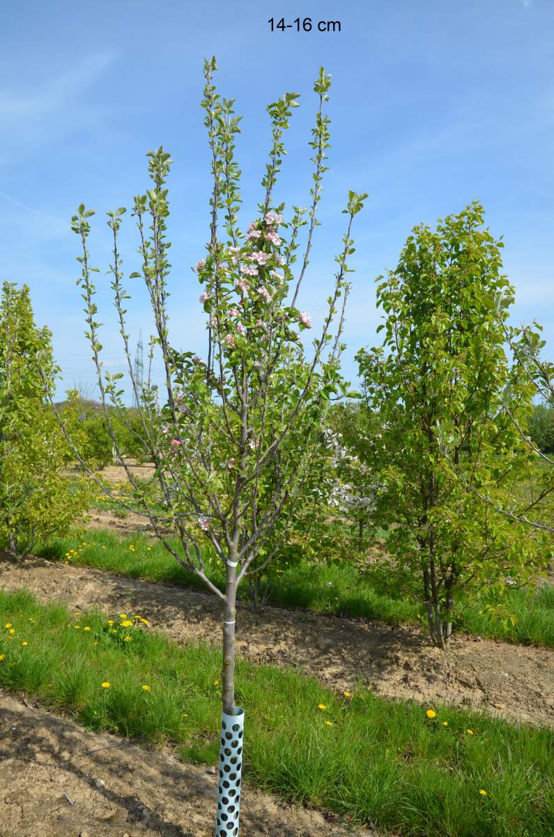 Apfel: Schöner von Boskoop