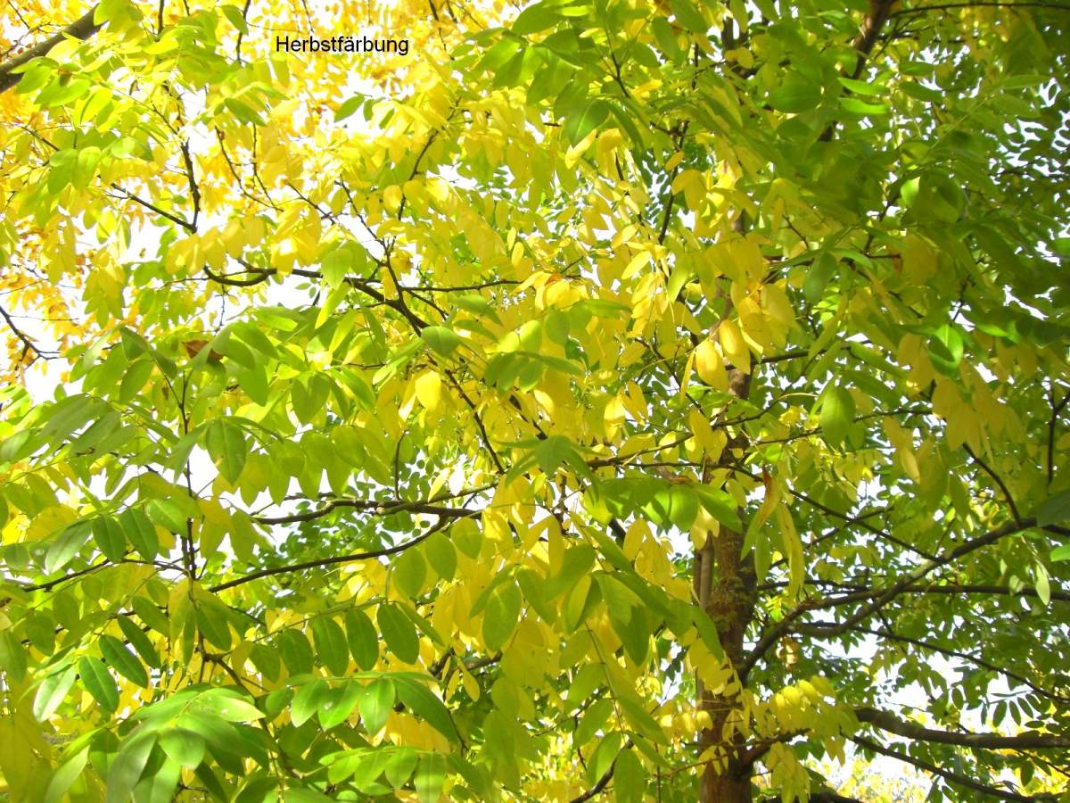 Schnurbaum