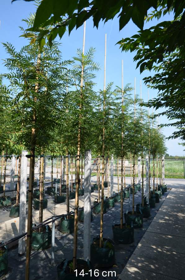 Eberesche: Eberesche Dodong