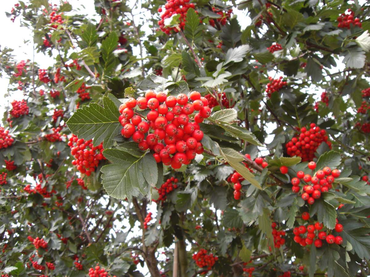 Mehlbeere: Finnland-Mehlbeere Gibbsii