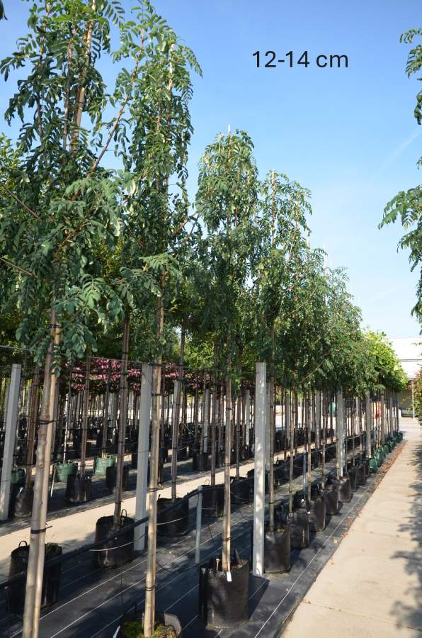 Eberesche: Gemeine Eberesche