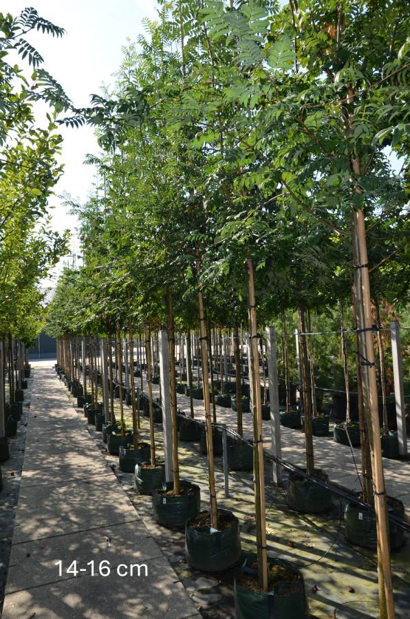 Eberesche: Gemeine Eberesche