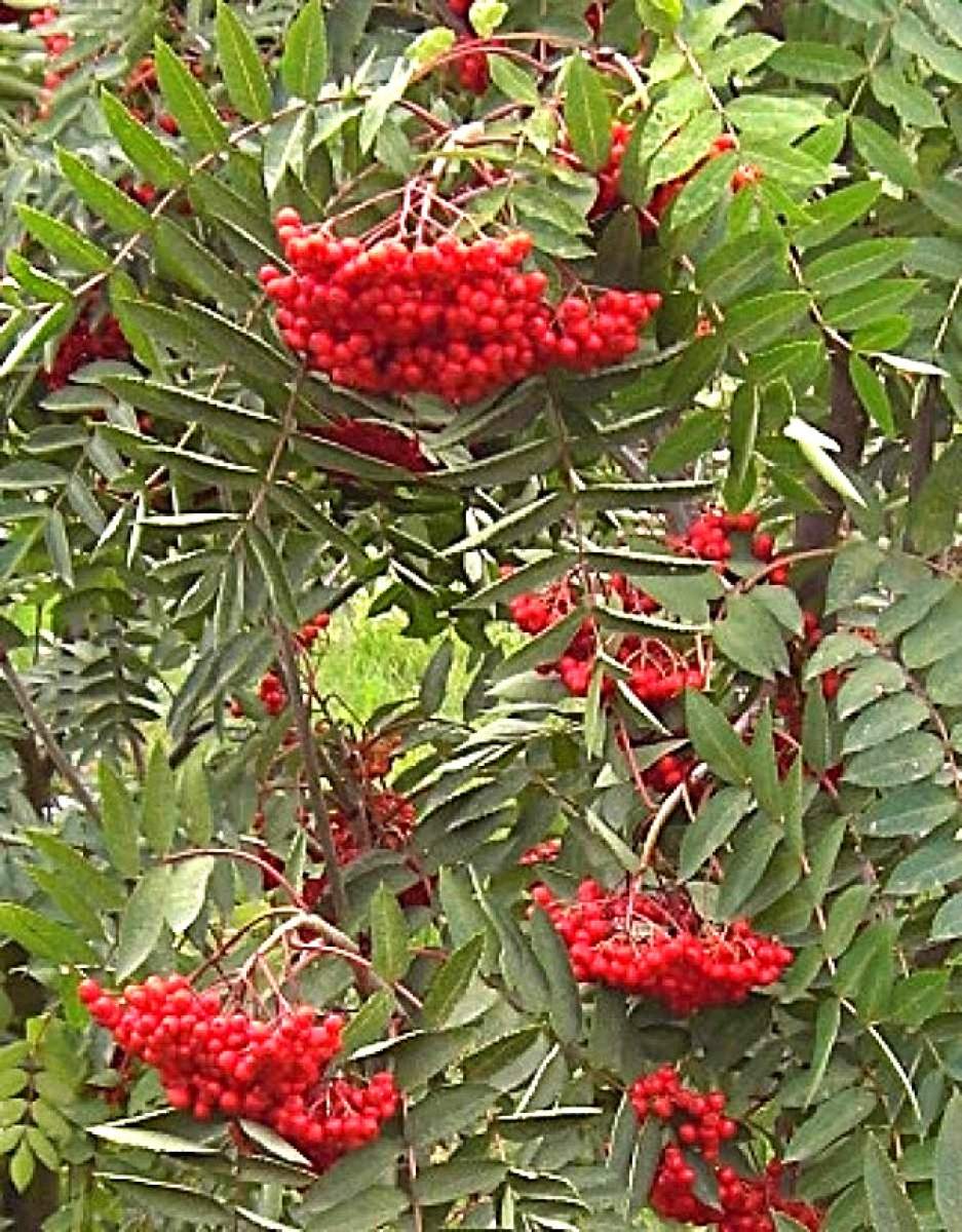 Eberesche: Essbare Eberesche