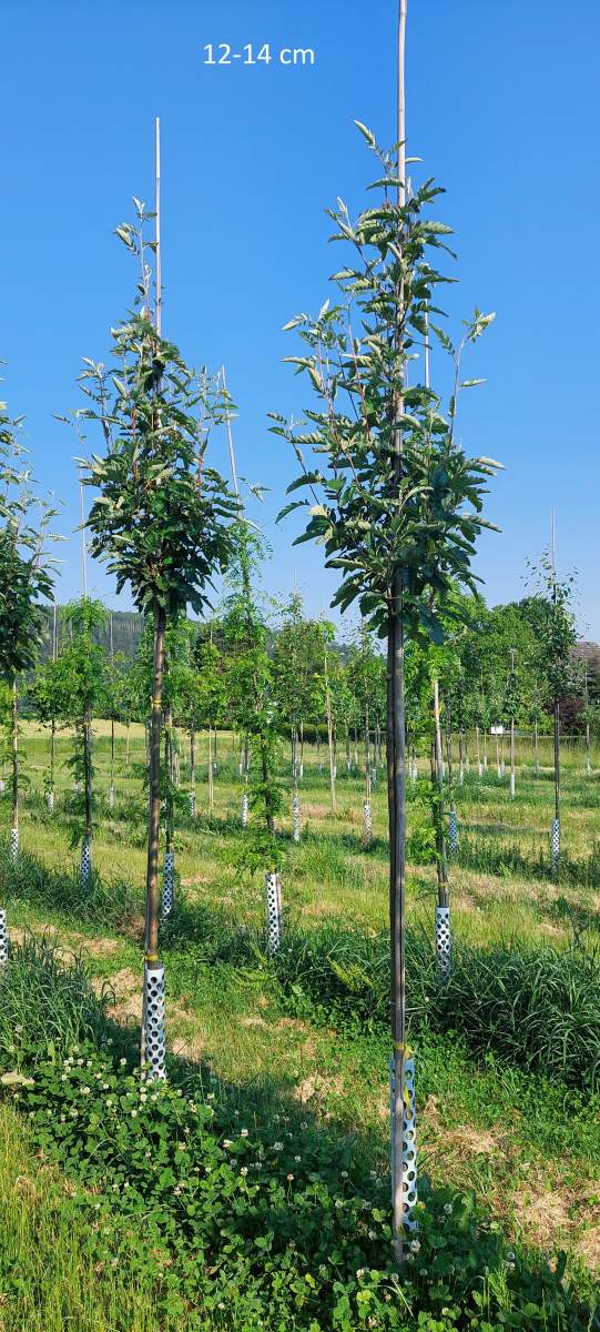 Eberesche: Thüringische Säulen-Eberesche