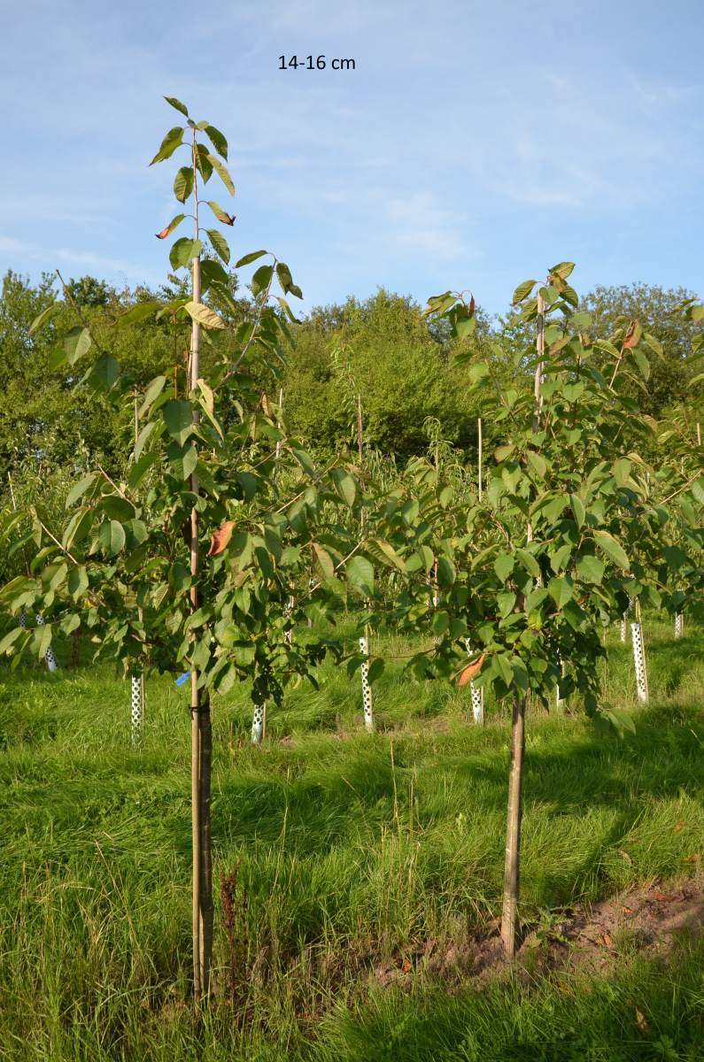 selbstfruchtbare Süßkirsche Stella kaufen, großen Kirschbaum liefern lassen | Obstbäume & Gemüsepflanzen