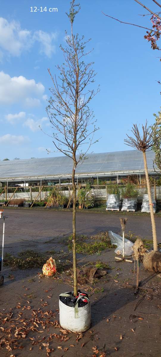 Japanischer Schneeglöckchenbaum