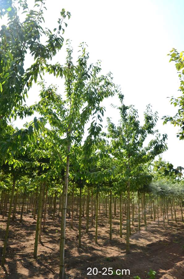 Preview: Süßkirsche: Sunburst