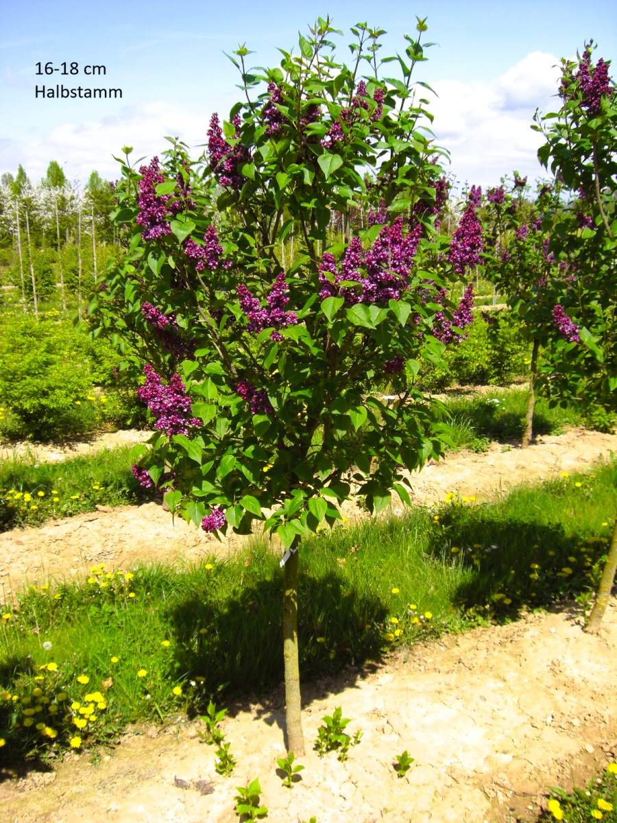 Flieder: Edelflieder Charles Jolly