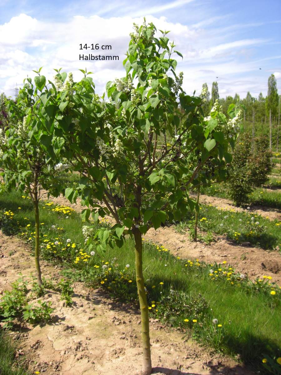 Flieder: Edelflieder Mme Lemoine