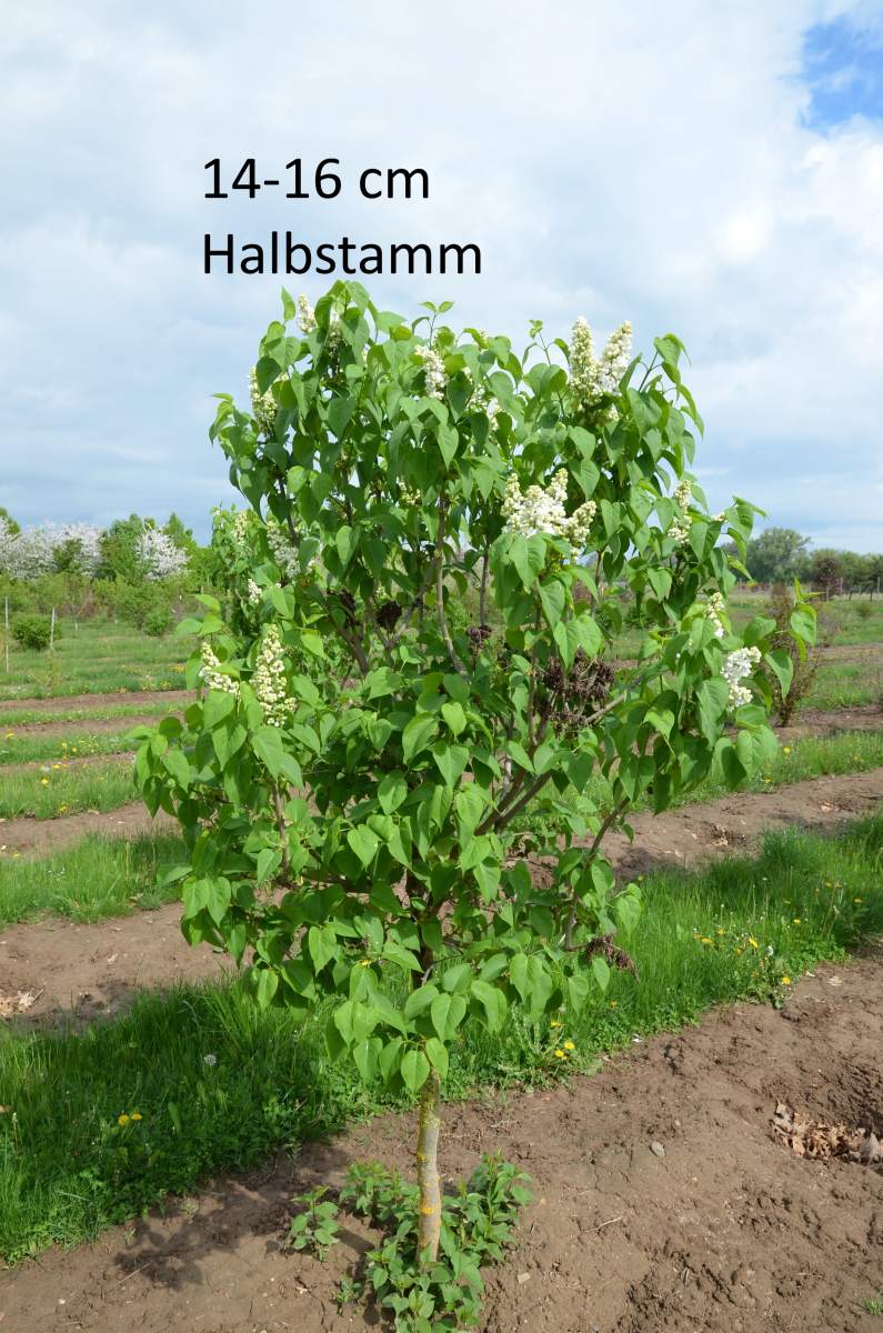 Flieder: Edelflieder Mme Lemoine