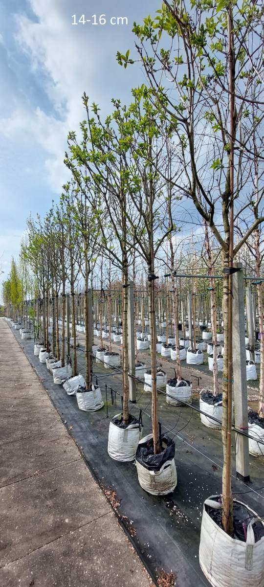 Flieder: Edelflieder Charles Jolly