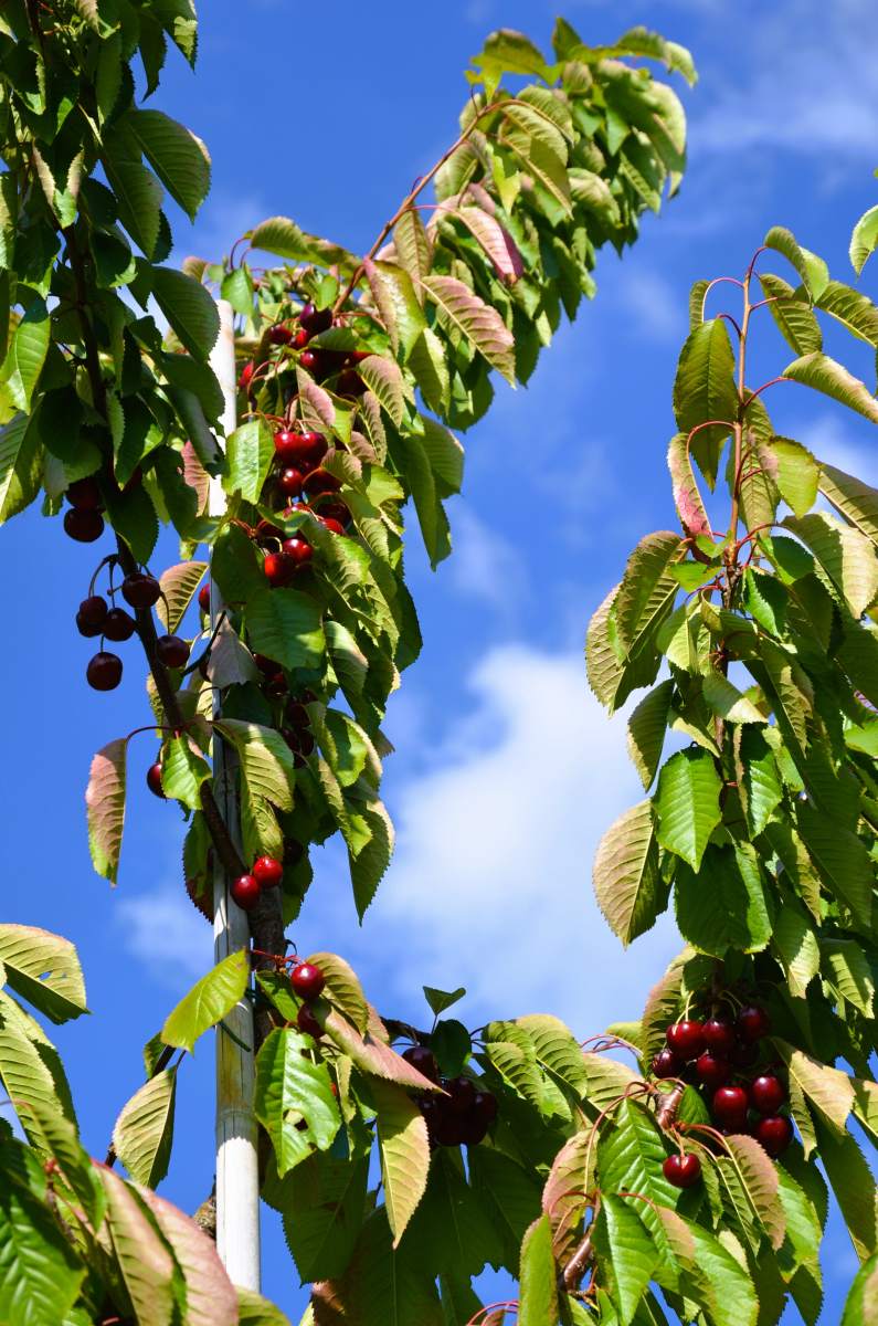 Süßkirsche: Merchant