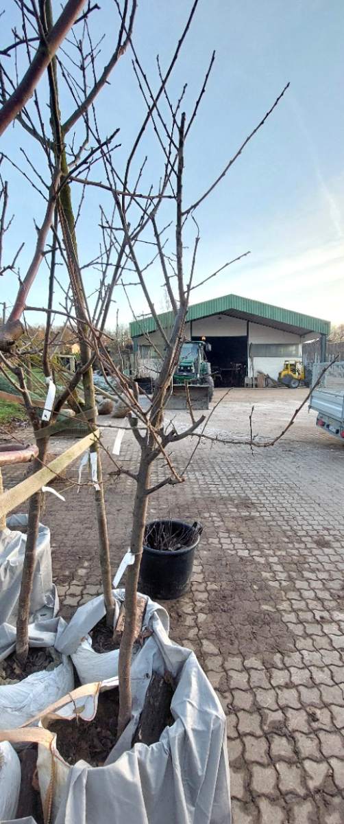 Pflaume The Czar Halbstamm