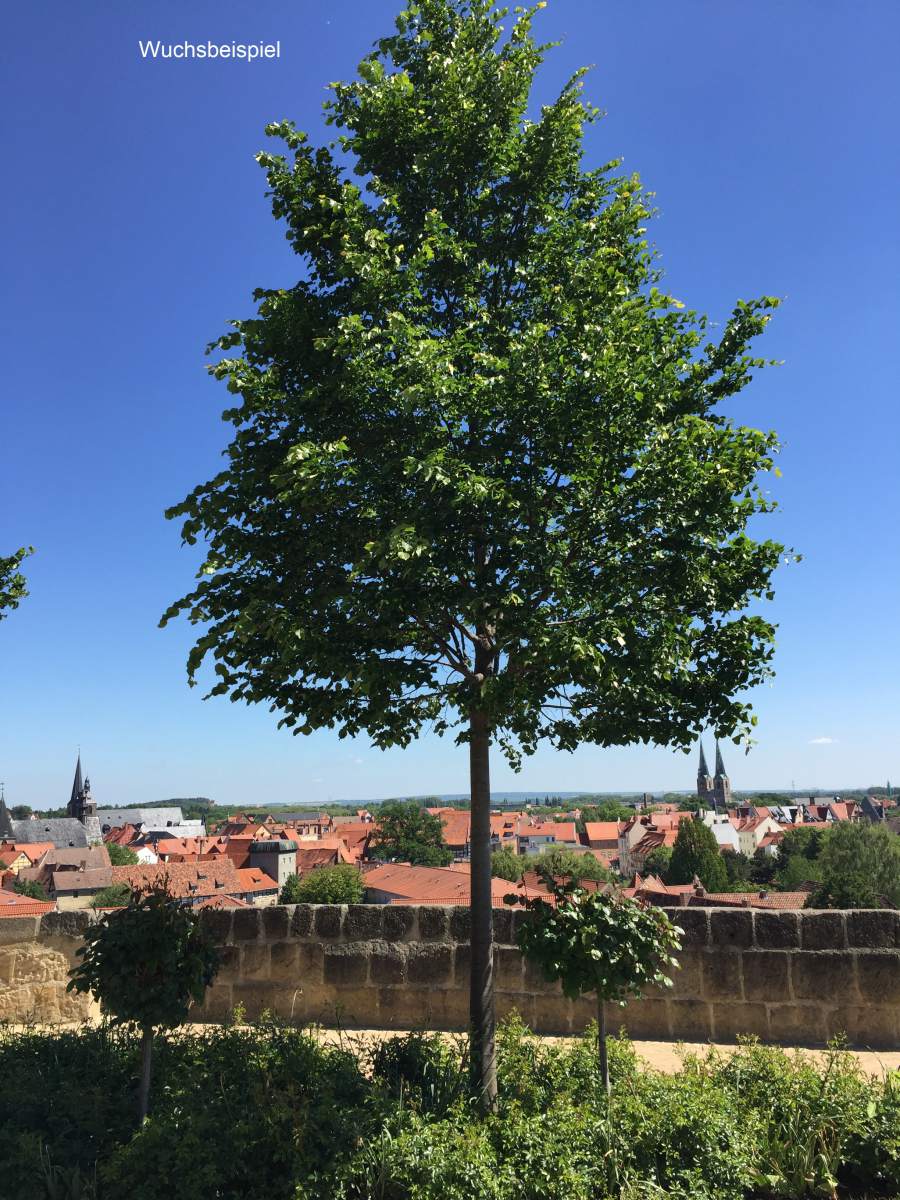 Linde: Kleinkronige Winterlinde