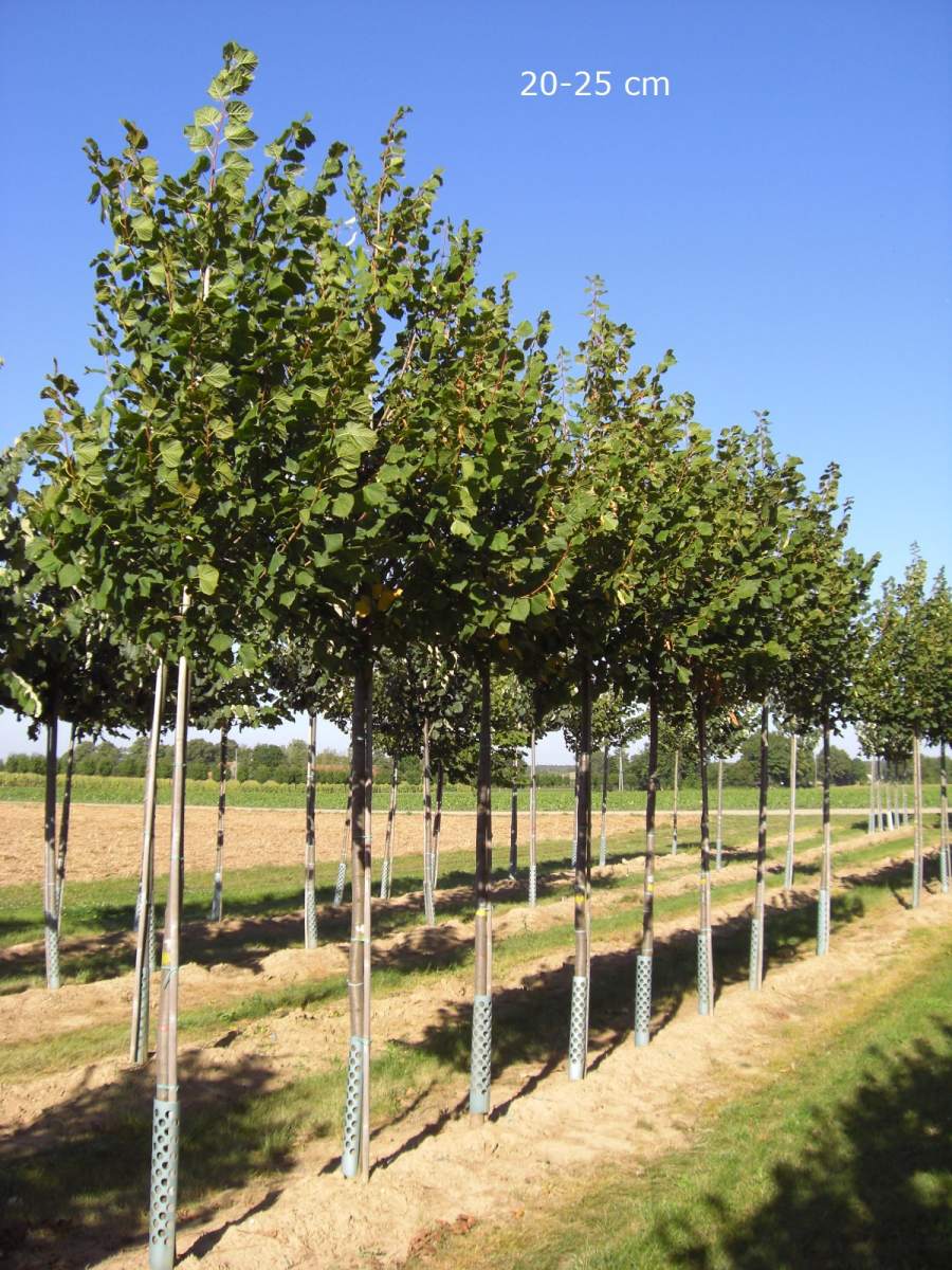 Linde: Sommerlinde
