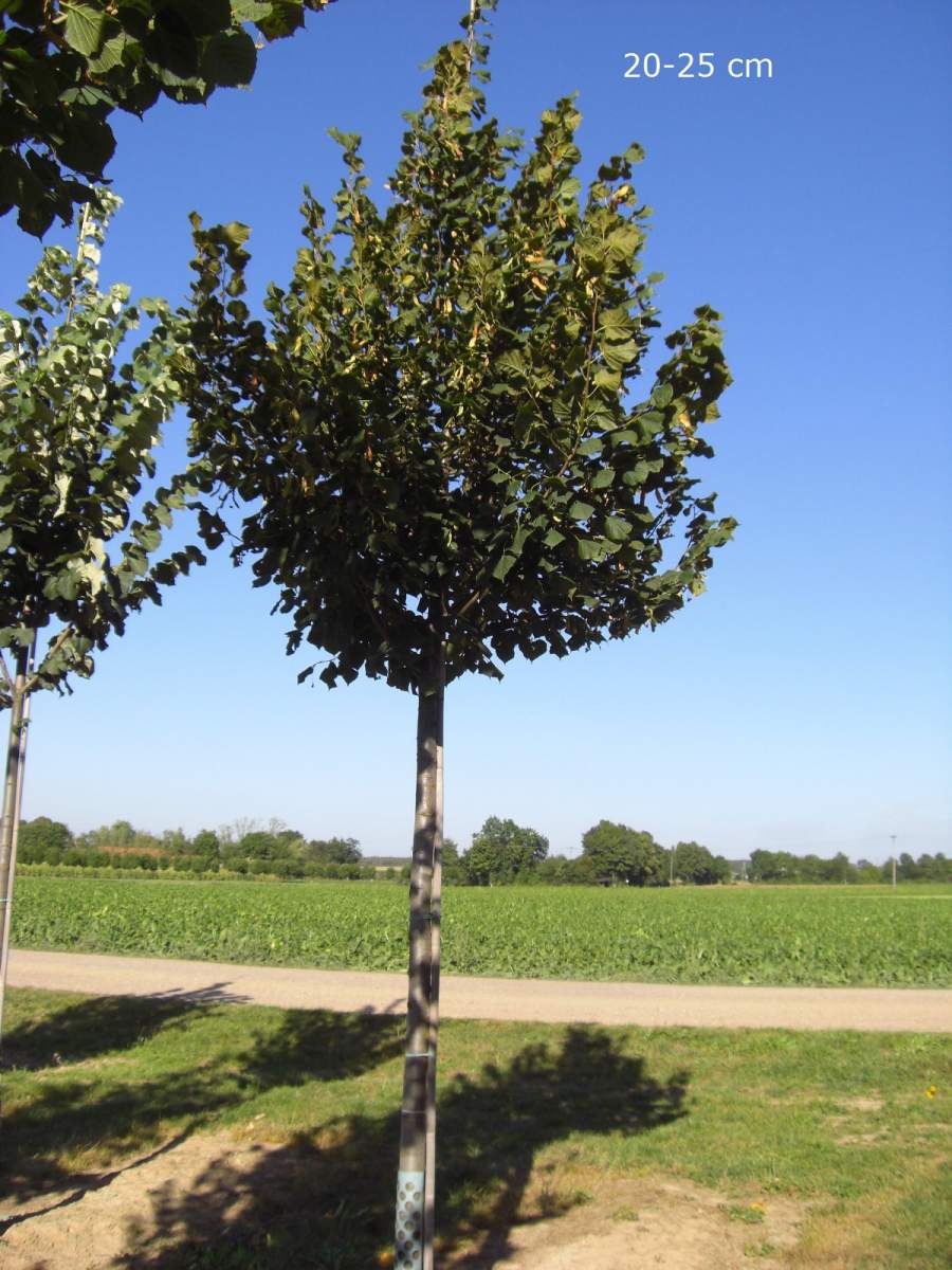 Linde: Sommerlinde