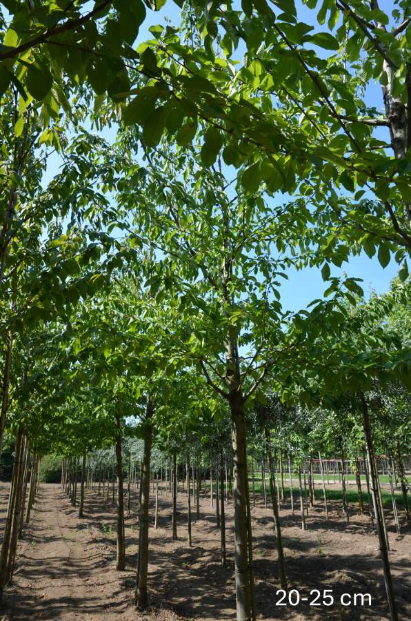 Preview: Süßkirsche: Van