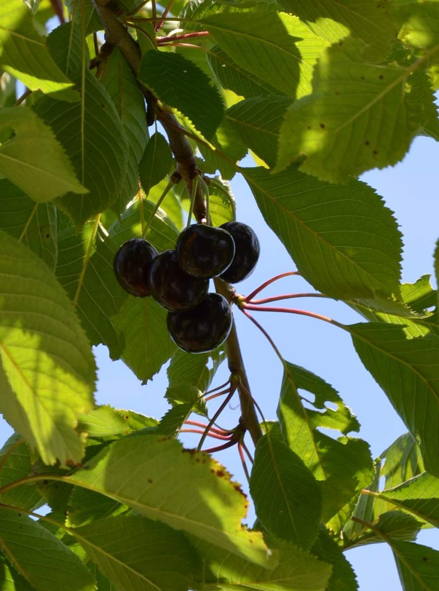 Süßkirsche: Varikse Zwarte