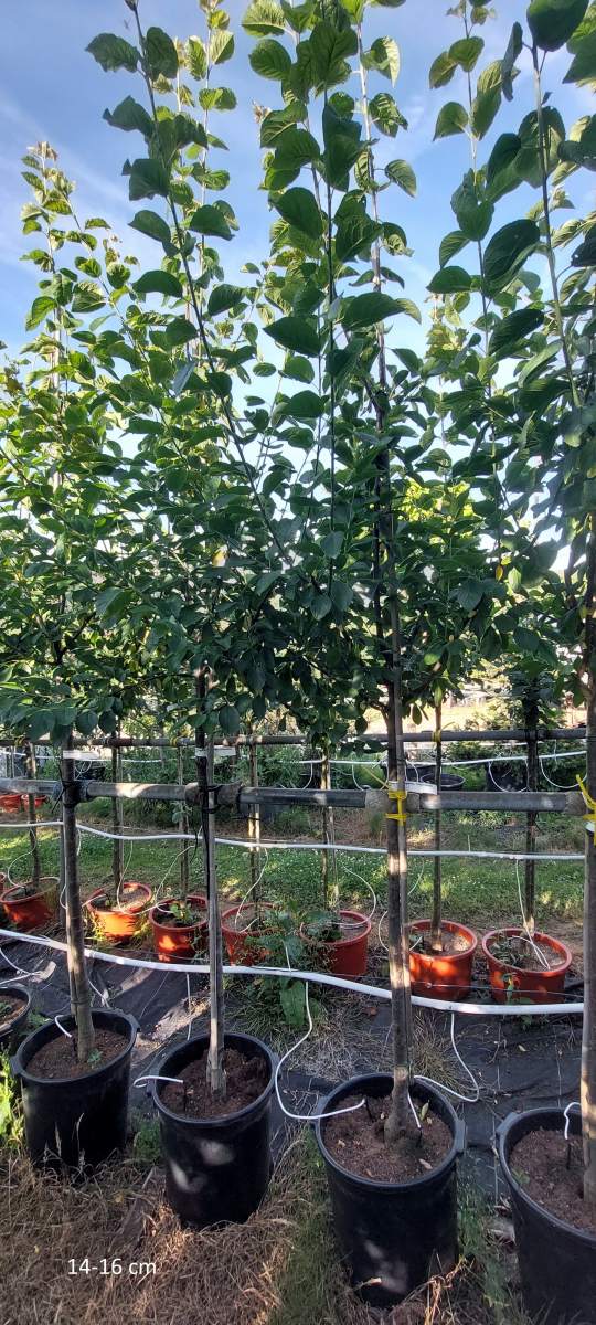 robuste Sorte für Höhenlagen Wangenheims Zwetschge | Obstbäume & Gemüsepflanzen