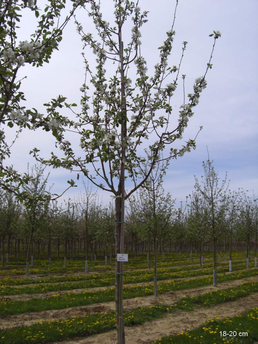 Apfel: Weißer Klarapfel