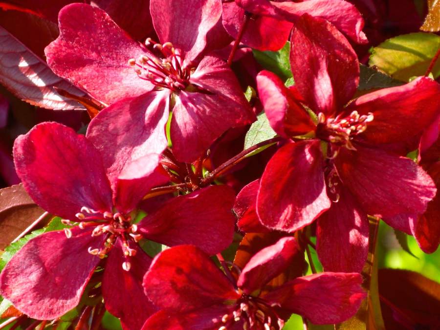 Zierapfel: Hänge-Zierapfel Royal Beauty