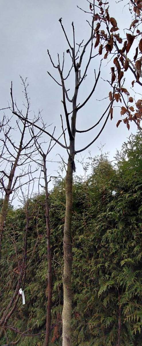 Veredelte Walnuss - Hochstamm