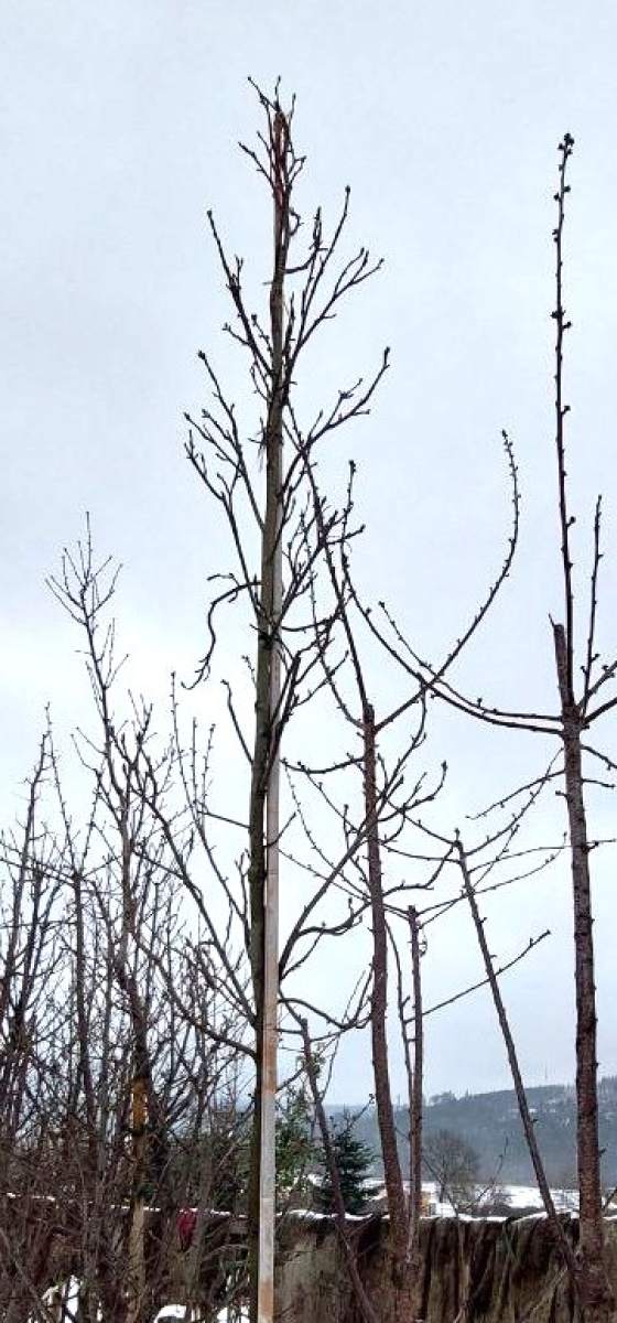 Säulen-Amberbaum - Hochstamm