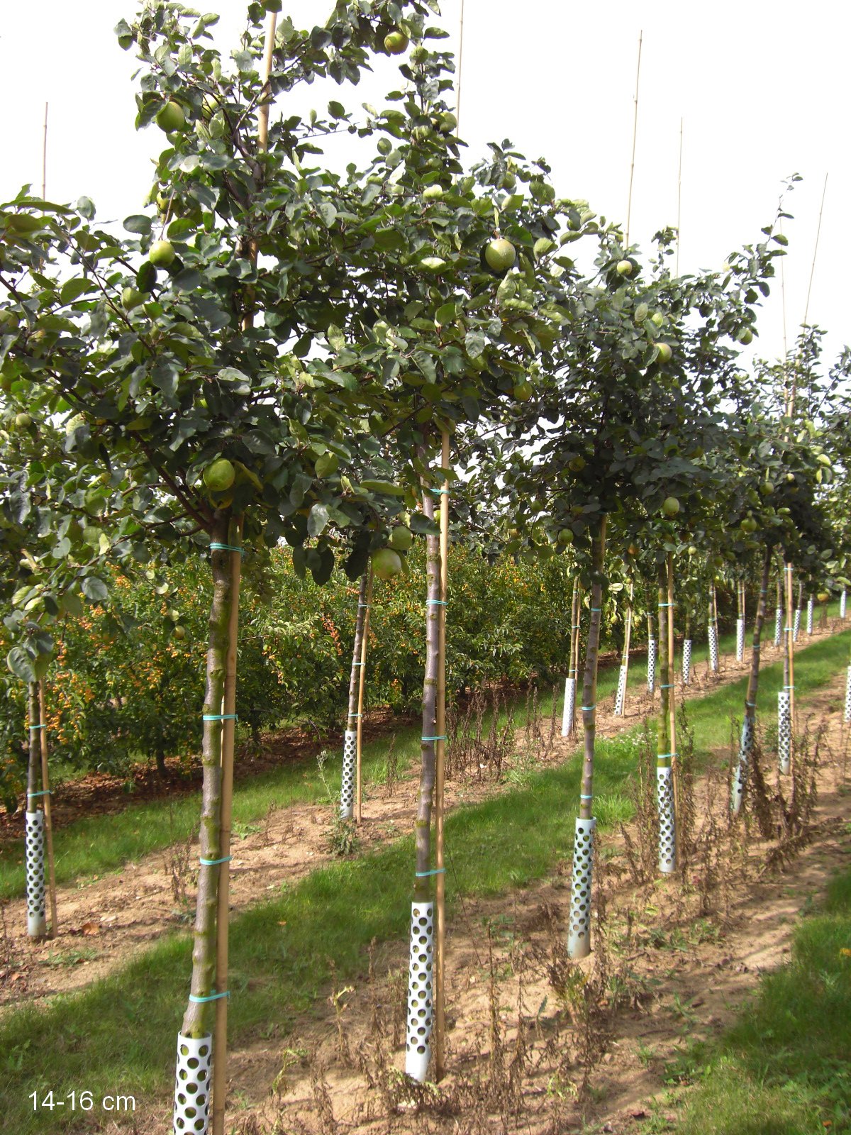 Baum Konstantinopler Apfelquitte großer kaufen